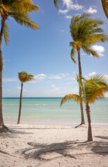 Beautiful tropical beach with coconut palm trees on a sunny day, Mexico.