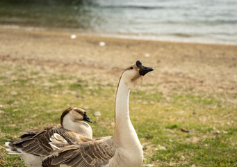 A brown goose sits on a meadow.
