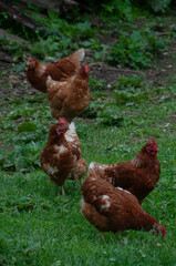 A flock of Red Sex Link Chickens on the grass. Pecking away on a farm in the summer.
