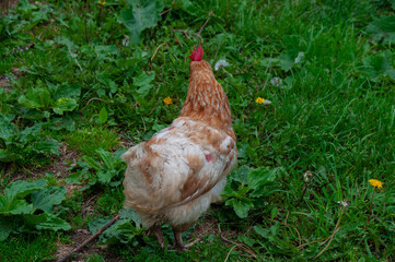 Red Sex Link Chicken pecking in the grass. On a farm in the summer.