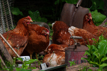 Red Sex Link Chickens chilling with old rusty farm equipment. On a farm in the summer.