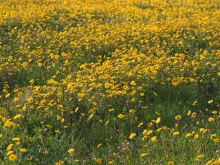 Spring yellow flower carpet