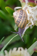 Detailed snail closeup
