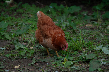 Red Sex Link Chicken pecking in the grass. On a farm in the summer.