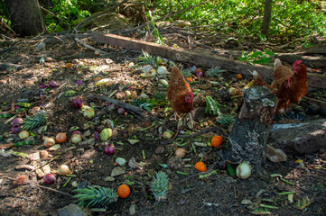 Red Sex Link Chickens looking in the compost pile on a farm in the summer.