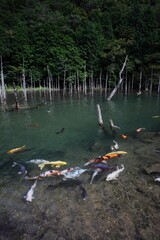 一ノ俣桜公園の水没林