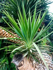 close up of palm tree