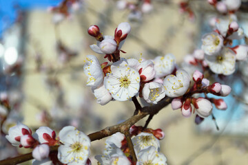 Opening and blooming white flowers on the branches of a cherry tree in spring