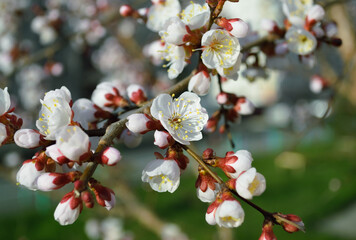 Opening and blooming white flowers on the branches of a cherry tree in spring