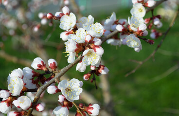 Opening and blooming white flowers on the branches of a cherry tree in spring