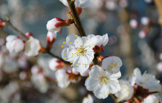 A blooming white cherry blossom with yellow stamens