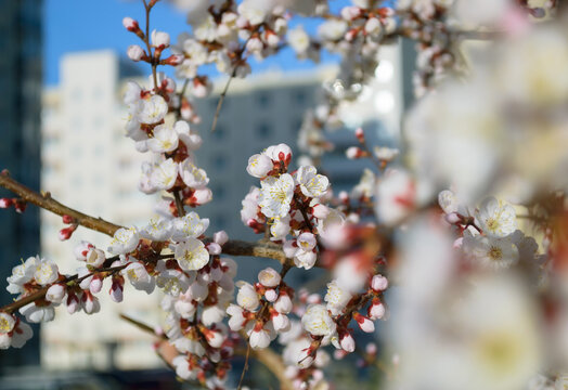 Opening and blooming white flowers on the branches of a cherry tree in spring