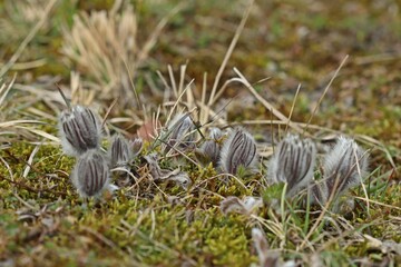 Knospende Gewöhnliche Küchenschellen (Pulsatilla vulgaris) im Diemeltal