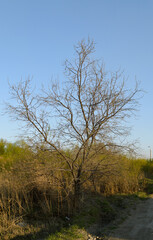 A bare tree stands on the side of the road under the evening sun