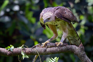 Changeable hawk eagle with prey