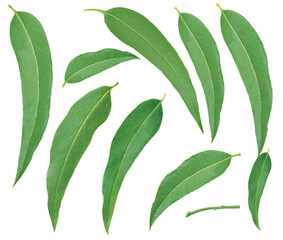 Eukalyptus Blätter einzeln