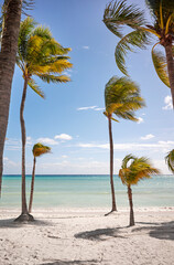 Beautiful tropical beach with coconut palm trees on a sunny day, Mexico.