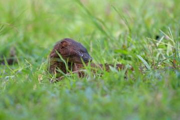 A mongoose with injured eyes resting on a bush