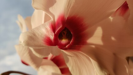 Cyclamen flower covered with sun rays in front of blue cloudy sky