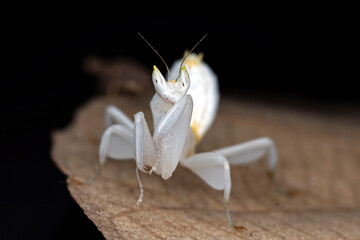 Close up look of a flower mantis