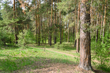 Forest scenic landscape in the thicket of a pine forest