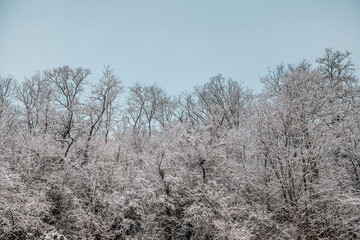 trees in snow and pastel blue sky