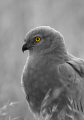 Montagu's harrier perched on rock at Bhigwan bird sanctuary, Maharashtra