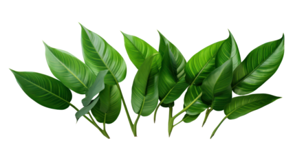green monstera palm and tropical plant leaf isolated on transparent and white background.PNG image
