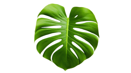 green monstera palm and tropical plant leaf isolated on transparent and white background.PNG image