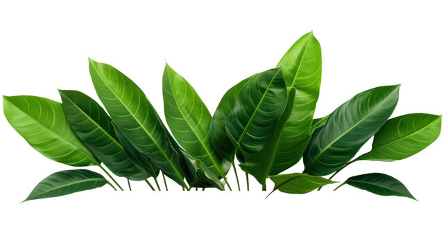 green monstera palm and tropical plant leaf isolated on transparent and white background.PNG image