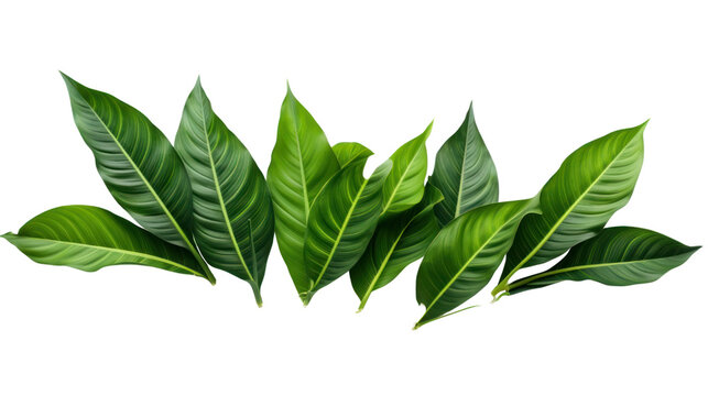 green monstera palm and tropical plant leaf isolated on transparent and white background.PNG image