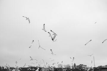 Fototapeta premium A flock of seagulls gathers in the winter, with some in flight and others perched, against a backdrop of distant buildings under an overcast sky.
