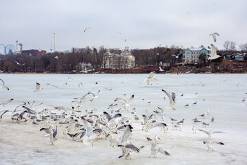 A flock of seagulls gathers in the winter, with some in flight and others perched, against a backdrop of distant buildings under an overcast sky.