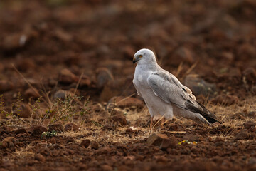 Pallid harrier perched on ground at Bhigwan bird sanctuary, Maharashtra