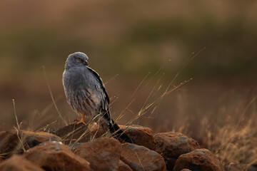 Montagu's harrier perched on rock at Bhigwan bird sanctuary, Maharashtra
