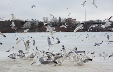 A flock of seagulls gathers in the winter, with some in flight and others perched, against a backdrop of distant buildings under an overcast sky.