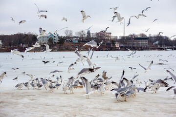 A flock of seagulls gathers in the winter, with some in flight and others perched, against a backdrop of distant buildings under an overcast sky.