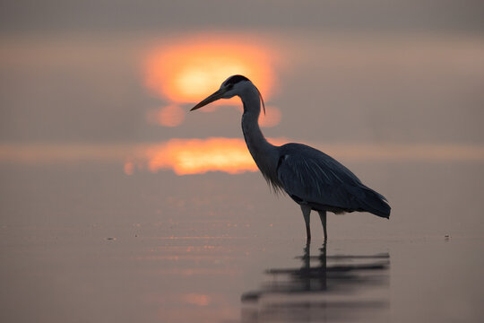 Bokeh of light and grey heron during sunrise at Bhigwan bird sanctuary Maharashtra