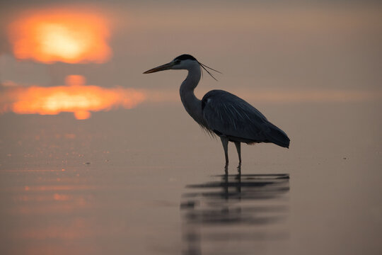 Reflection of light and Grey heron during sunrise at Bhigwan bird sanctuary Maharashtra