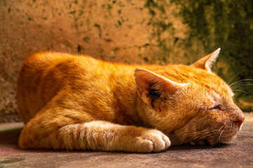 An old orange cat sleeping on the pavement 