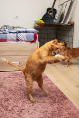 Ginger cat jumping for a toy closeup