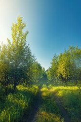 The rays of the summer sun illuminate a country road running among deciduous trees.