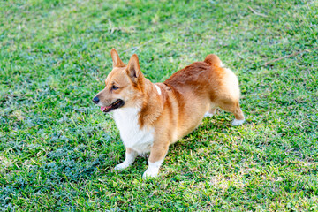 a corgi dog standing in the grass