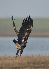 Greater spotted eagle takeoff at Bhigwan bird sanctuary, Maharashtra