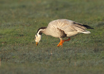Bar-headed goose feedng at Bhigwan bird sanctuary, India