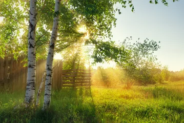 Fotobehang Birch trees standing near the fence with the sun's rays penetrating through the branches. © YuNIK