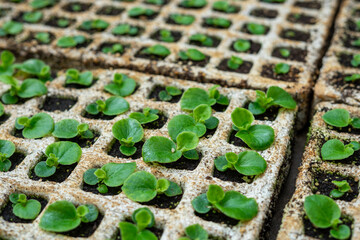 An edible garden with salad vegetables, showcasing growing seeds and seedlings in a tray. Homegrown vegetables are both safer and more economical.