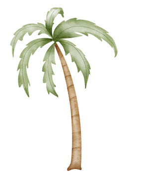 Palm Tree Watercolor illustration. Hand drawn clip art on isolated white background. Drawing of a Tropical summer plant with coconuts. Beach element sketch. For baby room decorations and stickers.