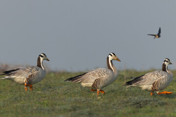Closeup of Bar-headed geese at Bhigwan bird sanctuary, India