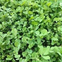 green leaves background